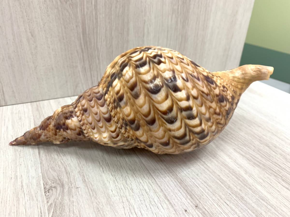 綺麗品 貝殻 置物 アンティーク 貝 標本 ほら貝 科学 自然 売買されたオークション情報 Yahooの商品情報をアーカイブ公開 オークファン Aucfan Com