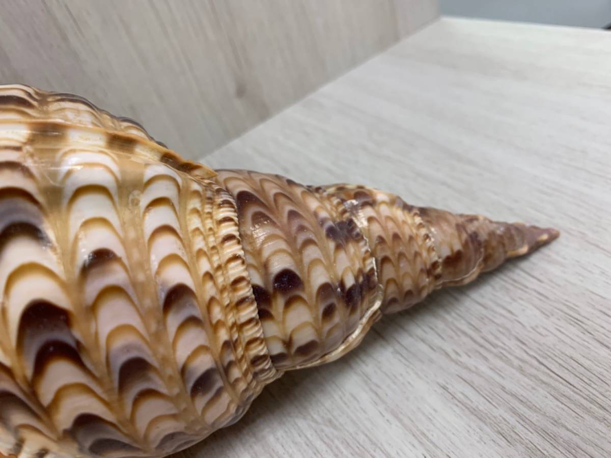 綺麗品 貝殻 置物 アンティーク 貝 標本 ほら貝 科学 自然 売買されたオークション情報 Yahooの商品情報をアーカイブ公開 オークファン Aucfan Com