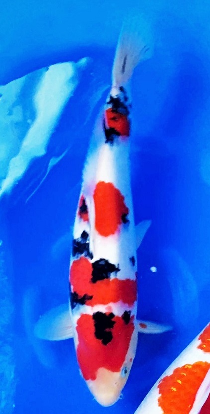 侍】『木村盛康』作 油滴天目盃 酒器 共箱付 師木村盛和 保証品