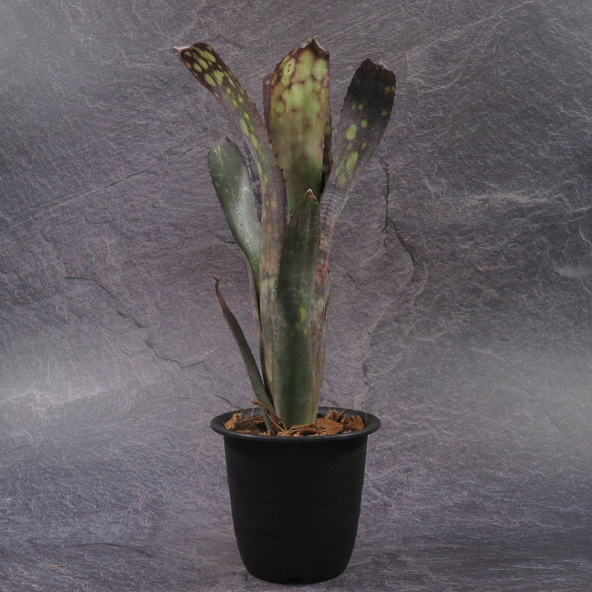 Tillandsia sprengeliana ティランジア スプレンゲリアナ クランプ