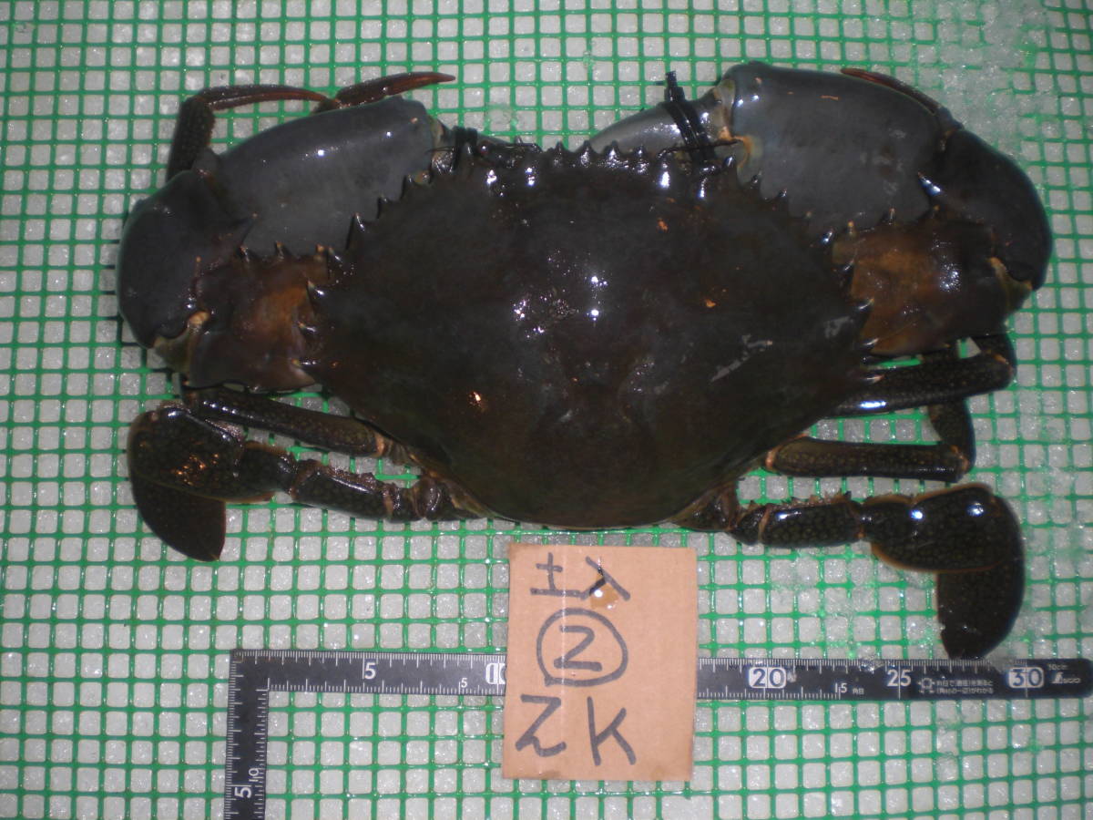 【1000円スタート】【和歌山産】　 タカアシガニ（約3.9ｋ）【訳有】　冷凍 　AD 北海北の味超特大活カニ堅オホーツク産訳なし花咲1尾2.1 4000円スタート和歌山産 和歌山産 - Yahoo!オークション 鳥取&frasl;境港〈着日指定可〉＜訳あり＞《冷凍》釜茹で紅ズワイガニ