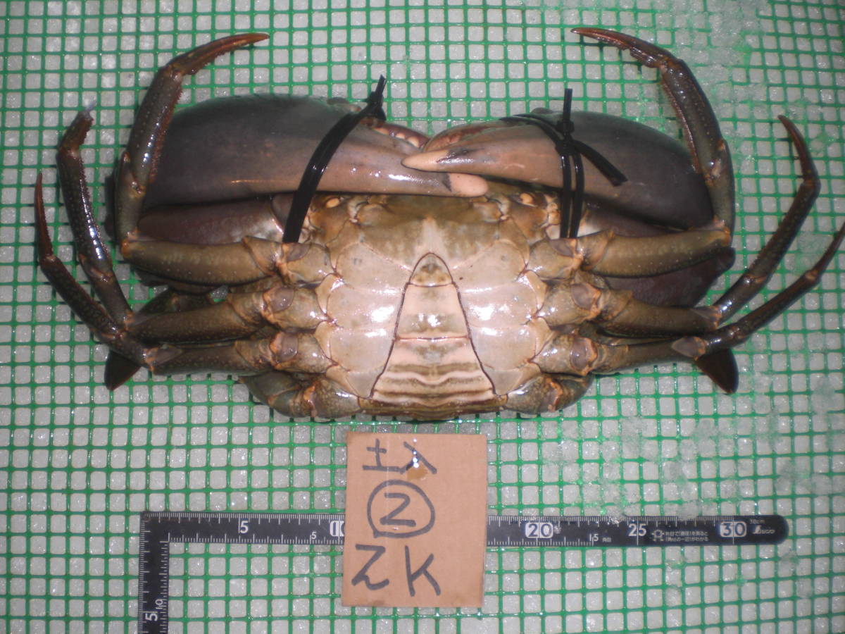 【1000円スタート】【和歌山産】　 タカアシガニ（約3.9ｋ）【訳有】　冷凍 　AD 北海北の味超特大活カニ堅オホーツク産訳なし花咲1尾2.1 4000円スタート和歌山産 和歌山産 - Yahoo!オークション 鳥取&frasl;境港〈着日指定可〉＜訳あり＞《冷凍》釜茹で紅ズワイガニ
