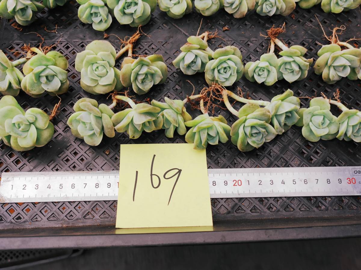 韓国多肉植物 韓国苗 エケベリア Echeveria 169 Lovely Rose 10個