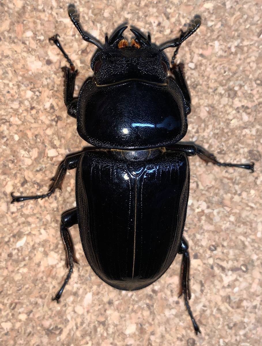 魔女の宅急便 サントラ音楽集 - Yahoo!オークション 「魔女の宅急便」カセットテープの落札相場 音楽 1989年 カセットテープ◇魔女の宅急便 中古 ジブリ カセットテープ 魔女の宅急便ヴォーカル・アルバム魔女の宅急便サントラ音楽集 サントラ サウンドトラック カセットテープ&frasl;宮崎駿 動作未確認風の谷のナウシカ魔女の宅急便サウンドトラック