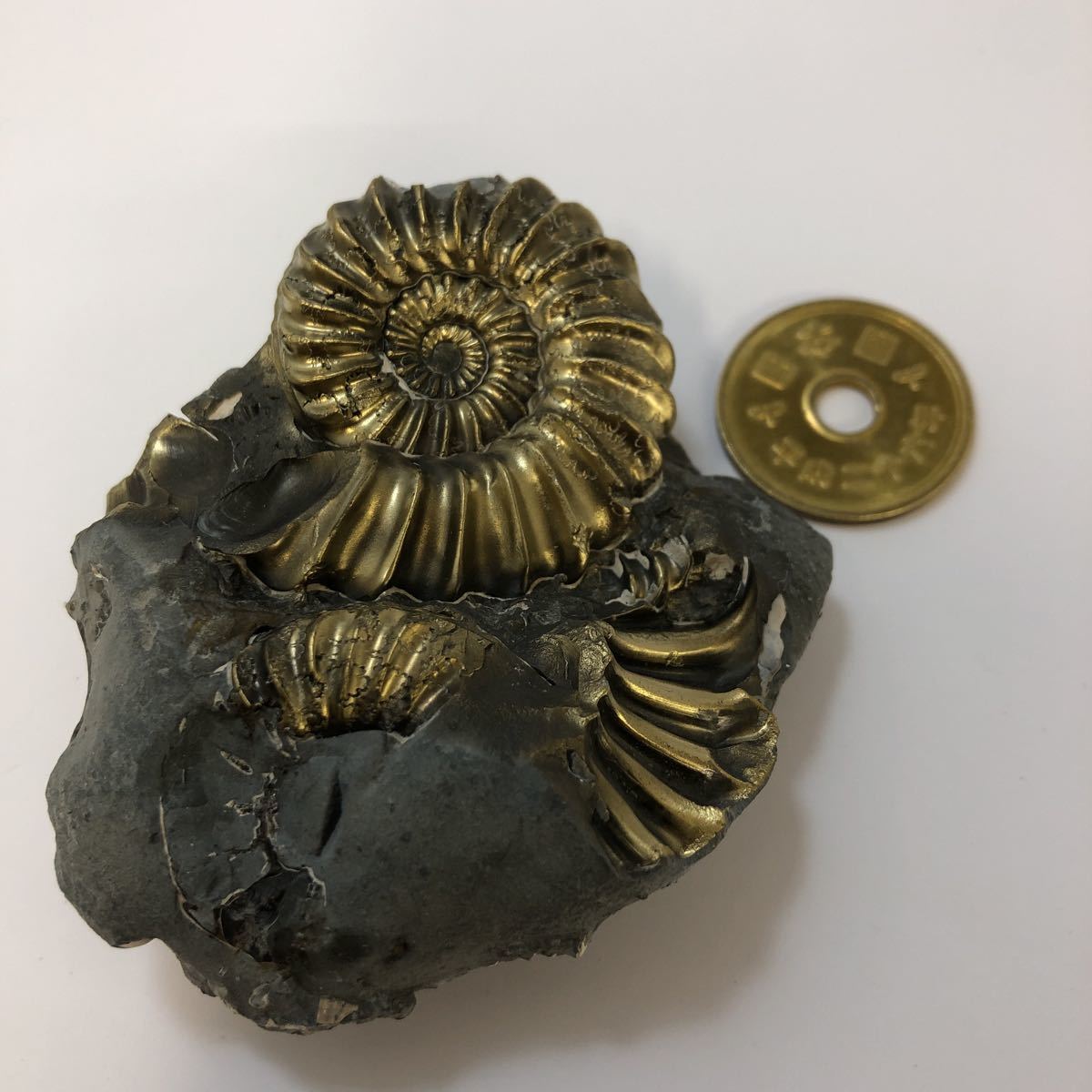 黄鉄鉱 | 最高品質黄鉄鉱化したアンモナイト(Ammonite) Kalchreuth 