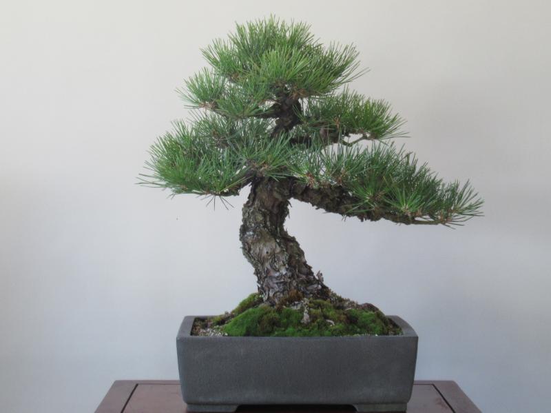 直売販売品 「黒松盆栽」極古模様木/根張り良(508)