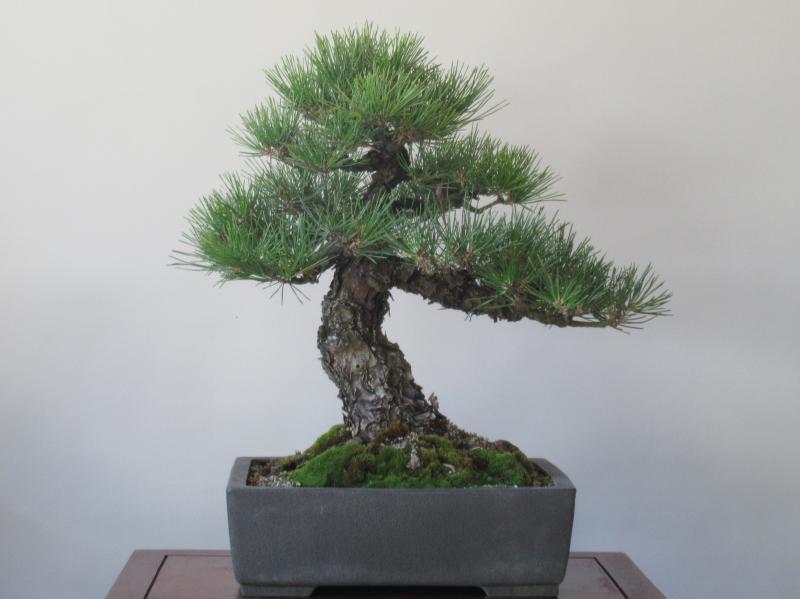 直売販売品 「黒松盆栽」極古模様木/根張り良(508)