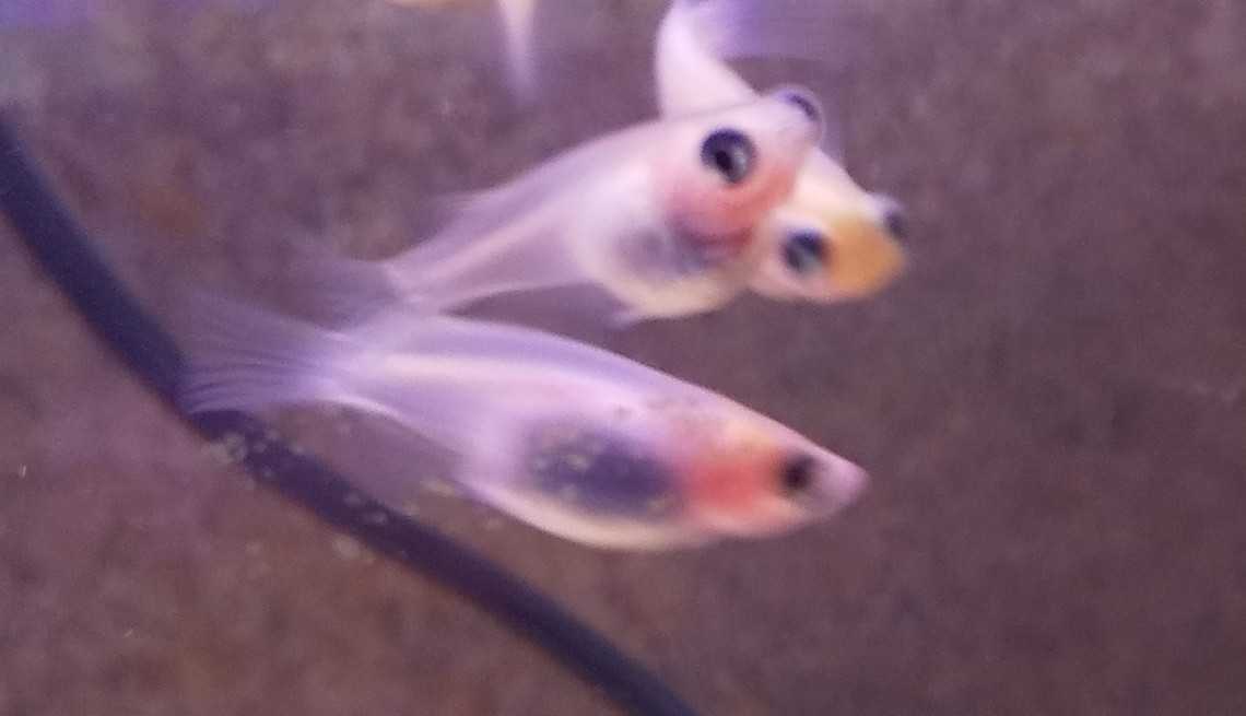 ホワイトパンダ出目メダカの卵50個 A数個 メダカの卵 まとめ売り 白パンダ 出目 パンダメダカ 綺麗 めだか 売買されたオークション情報 Yahooの商品情報をアーカイブ公開 オークファン Aucfan Com