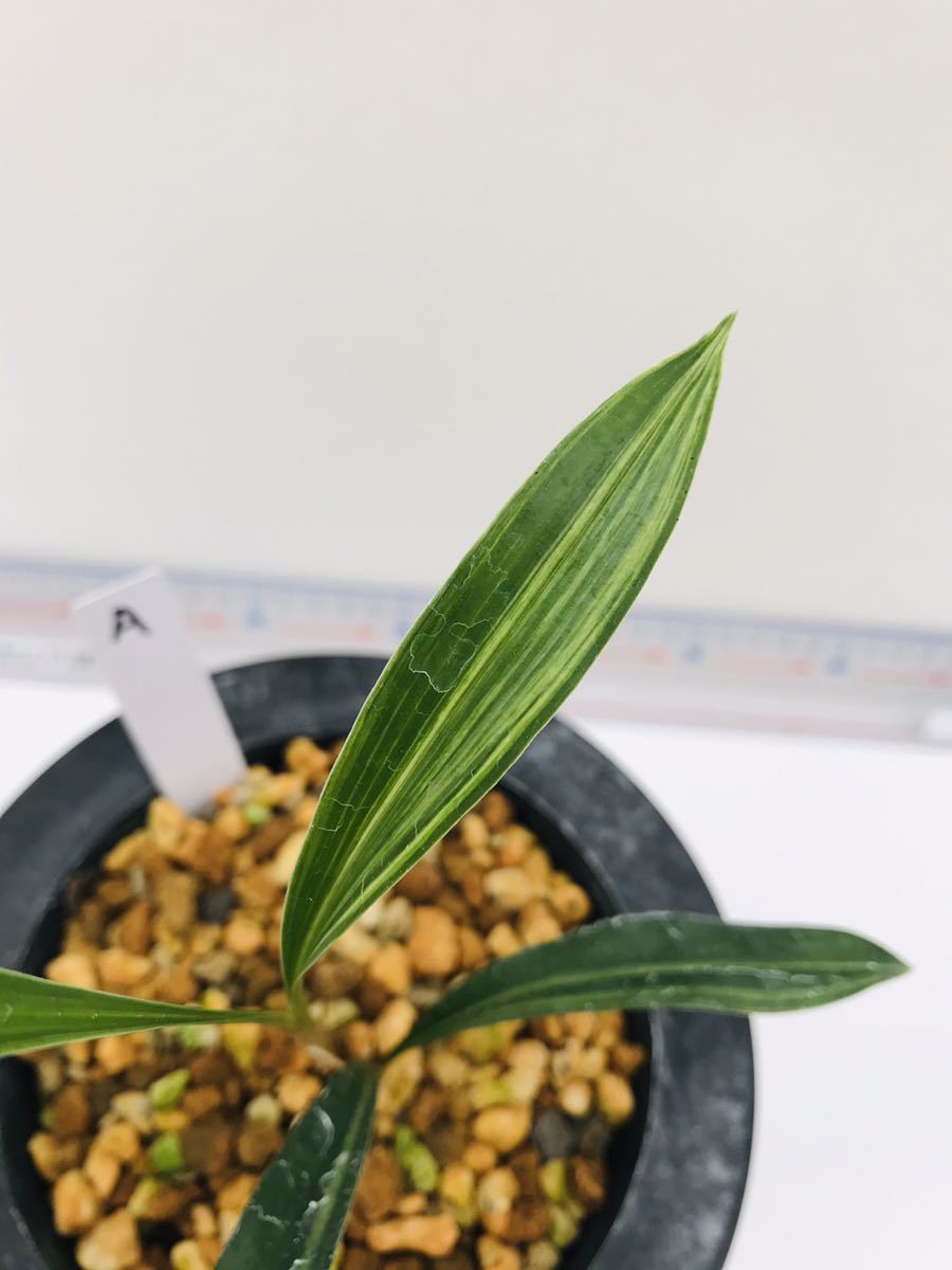 名護蘭 明丸縞と明丸セット 210 希少種ナゴラン（名護蘭）沖縄