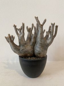 invisible inkのYahoo!オークション(旧ヤフオク!)の相場・価格を見る
