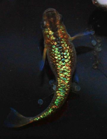 Jeeckめだか 大 黄金琥珀ラメメダカ 超極上黄金レインボーラメ種親の卵個 A 虹色ラメが美しい黄金琥珀ラメめだか めだか 売買されたオークション情報 Yahooの商品情報をアーカイブ公開 オークファン Aucfan Com