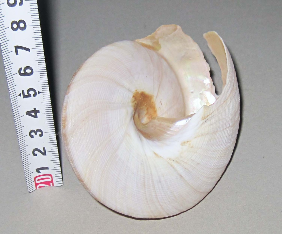 生きた化石 オウムガイ オキナエビスの現生殻２種セット 化石 売買されたオークション情報 Yahooの商品情報をアーカイブ公開 オークファン Aucfan Com