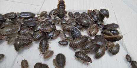 デュビアのYahoo!オークション(旧ヤフオク!)の相場・価格を見る｜Yahoo