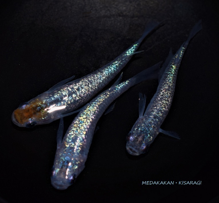 メダカ舘 如月 激レア超極上 黒ラメ幹之 サファイア系 M 少し大きめmサイズ8匹 おまけメダカ1匹の計9匹 現物出品 Pb めだか 売買されたオークション情報 Yahooの商品情報をアーカイブ公開 オークファン Aucfan Com