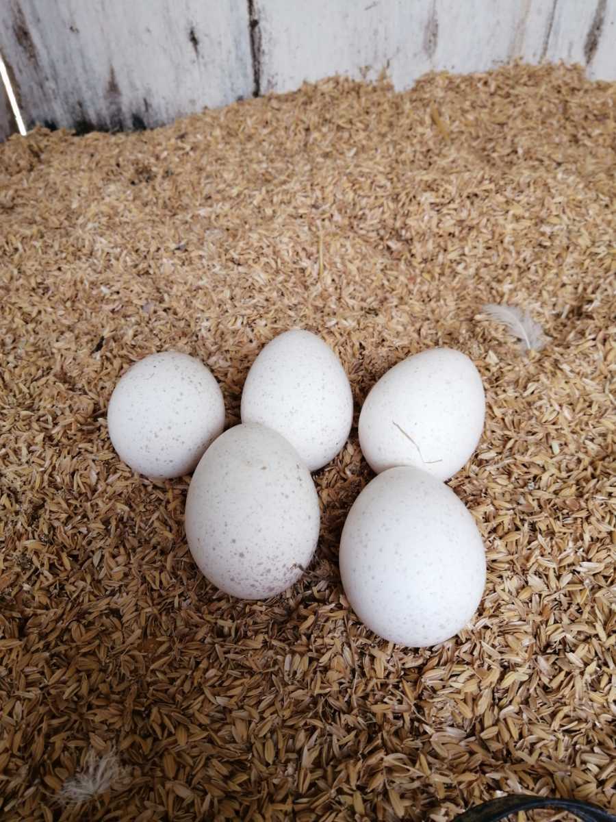 七面鳥の有精卵5こ 卵 売買されたオークション情報 Yahooの商品情報をアーカイブ公開 オークファン Aucfan Com