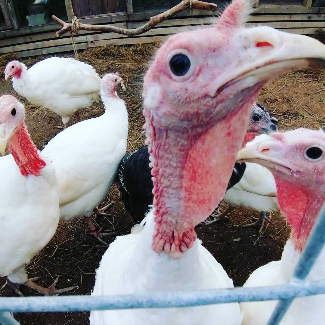 七面鳥の有精卵5こ 卵 売買されたオークション情報 Yahooの商品情報をアーカイブ公開 オークファン Aucfan Com