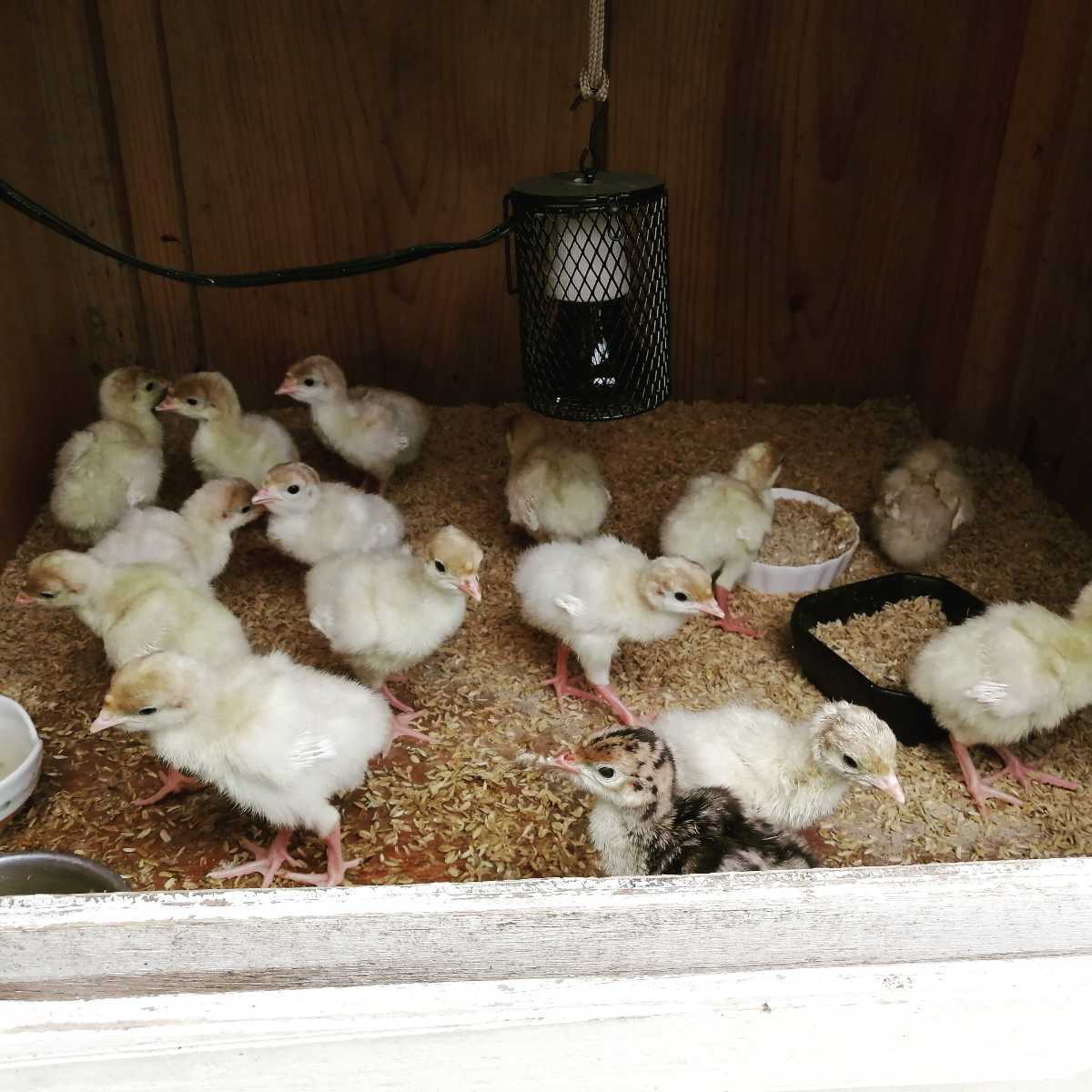 七面鳥の有精卵5こ 卵 売買されたオークション情報 Yahooの商品情報をアーカイブ公開 オークファン Aucfan Com