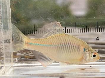 大 日本淡水魚 カゼトゲタナゴ 5匹セット 安心の死着補償有 福岡産ワイルド個体 九州の小型美種 川魚 売買されたオークション情報 Yahooの商品情報をアーカイブ公開 オークファン Aucfan Com