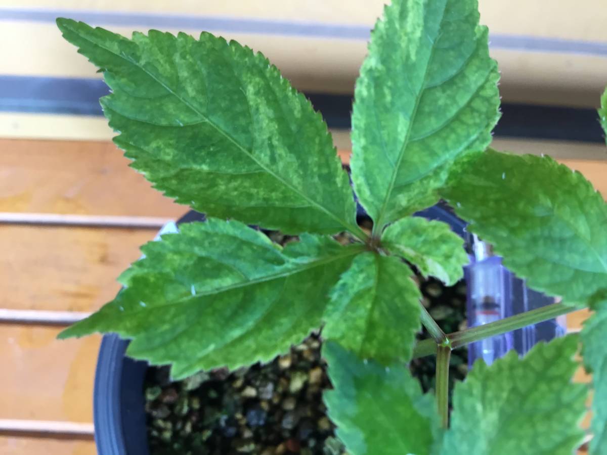 斑入りトチバニンジン 山野草 山草 斑入り ヤマシャクヤク 山芍薬 トチバニンジン 栃葉仁参 鉢植え 売買されたオークション情報 Yahooの商品情報をアーカイブ公開 オークファン Aucfan Com