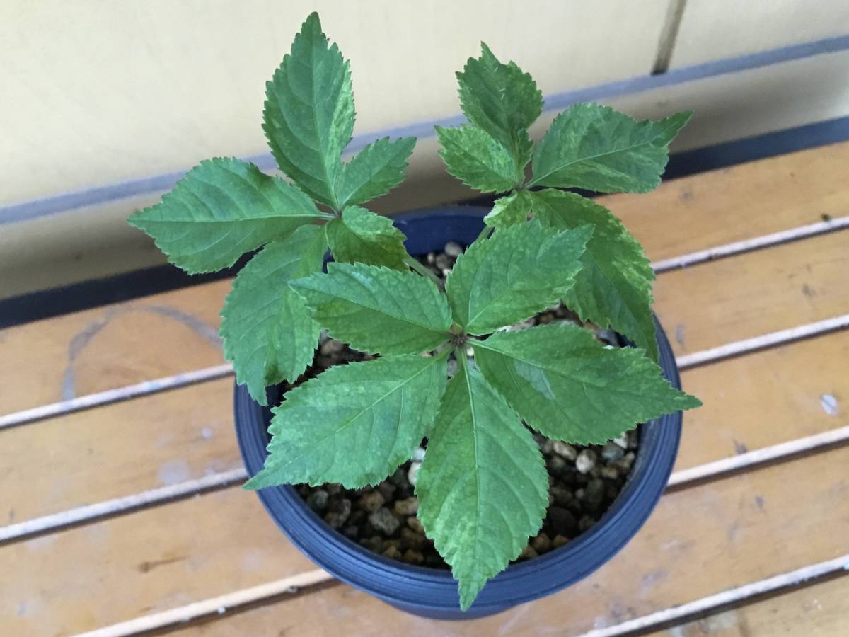 斑入りトチバニンジン 山野草 山草 斑入り ヤマシャクヤク 山芍薬 トチバニンジン 栃葉仁参 鉢植え 売買されたオークション情報 Yahooの商品情報をアーカイブ公開 オークファン Aucfan Com