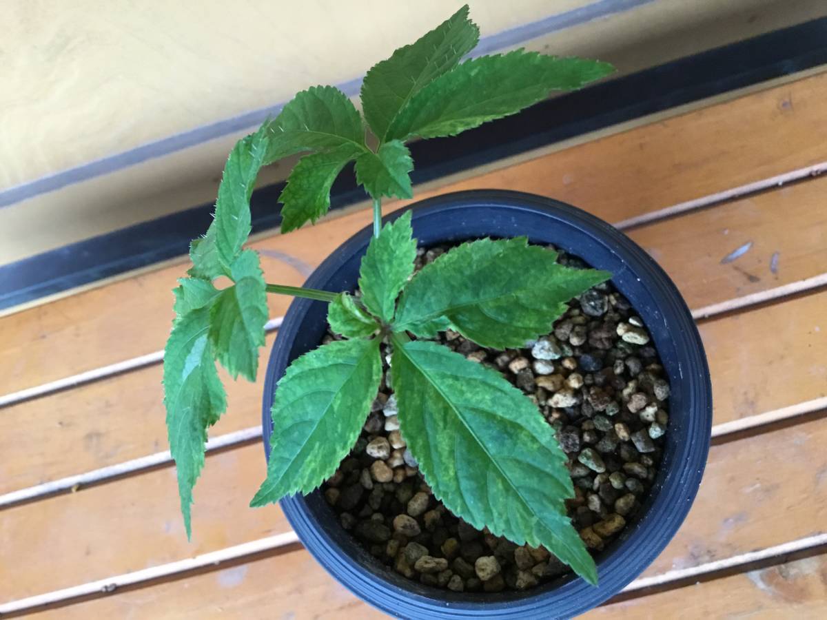 斑入りトチバニンジン 山野草 山草 斑入り ヤマシャクヤク 山芍薬 トチバニンジン 栃葉仁参 鉢植え 売買されたオークション情報 Yahooの商品情報をアーカイブ公開 オークファン Aucfan Com