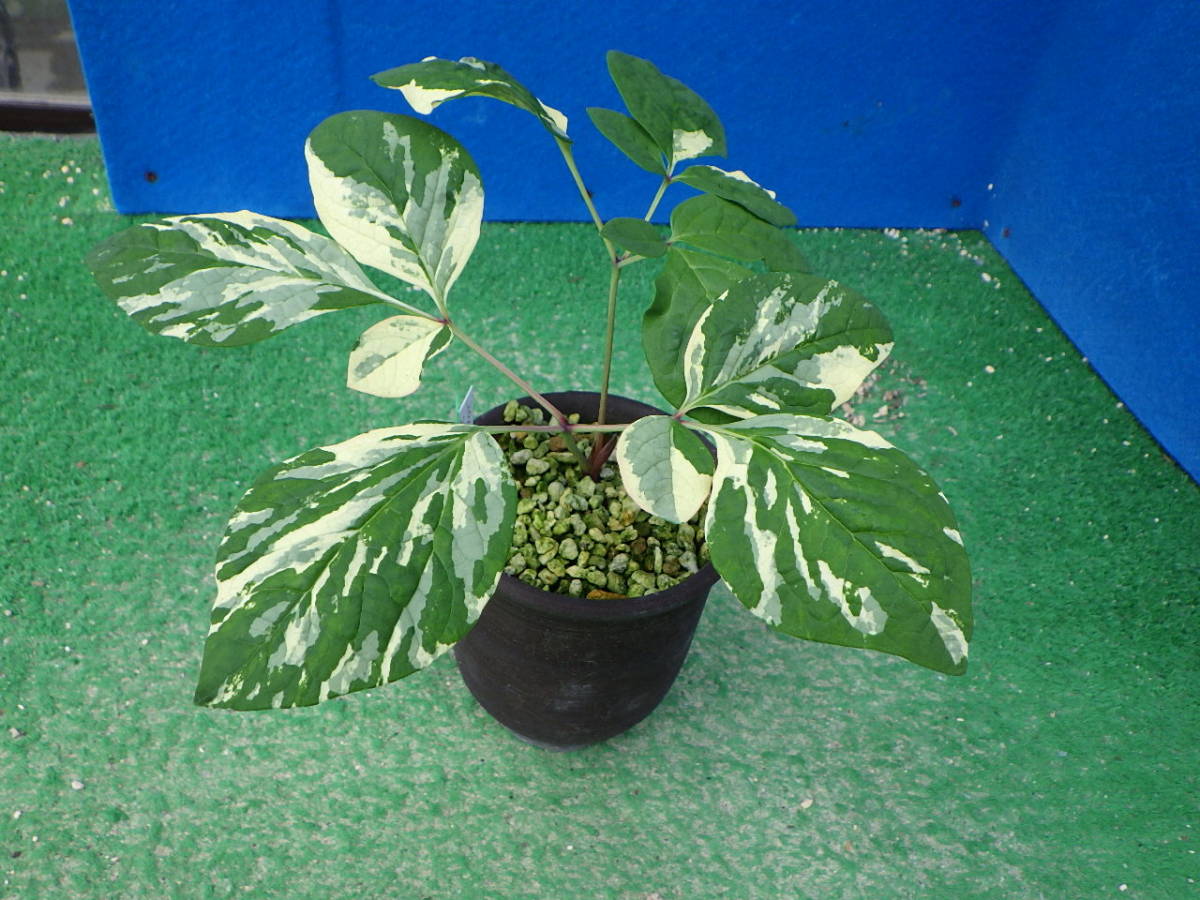 山野草 三光斑入り山シャクヤク黄聖錦 ３年苗 黄聖錦今シーズン最終出品 雪割草ウチョウラン 山芍薬 ヤマシャクヤク やましゃくやく 花 売買されたオークション情報 Yahooの商品情報をアーカイブ公開 オークファン Aucfan Com