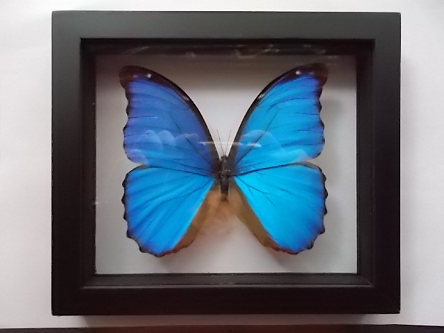 ペルー アマゾン ディディウス モルフォ 蝶 標本 フレーム付 MORPHO