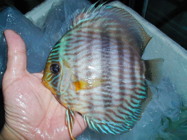 【八代海洋】 新着原種 ロイヤル＆ヘッケル・マリマリ（上物！）Ｅ