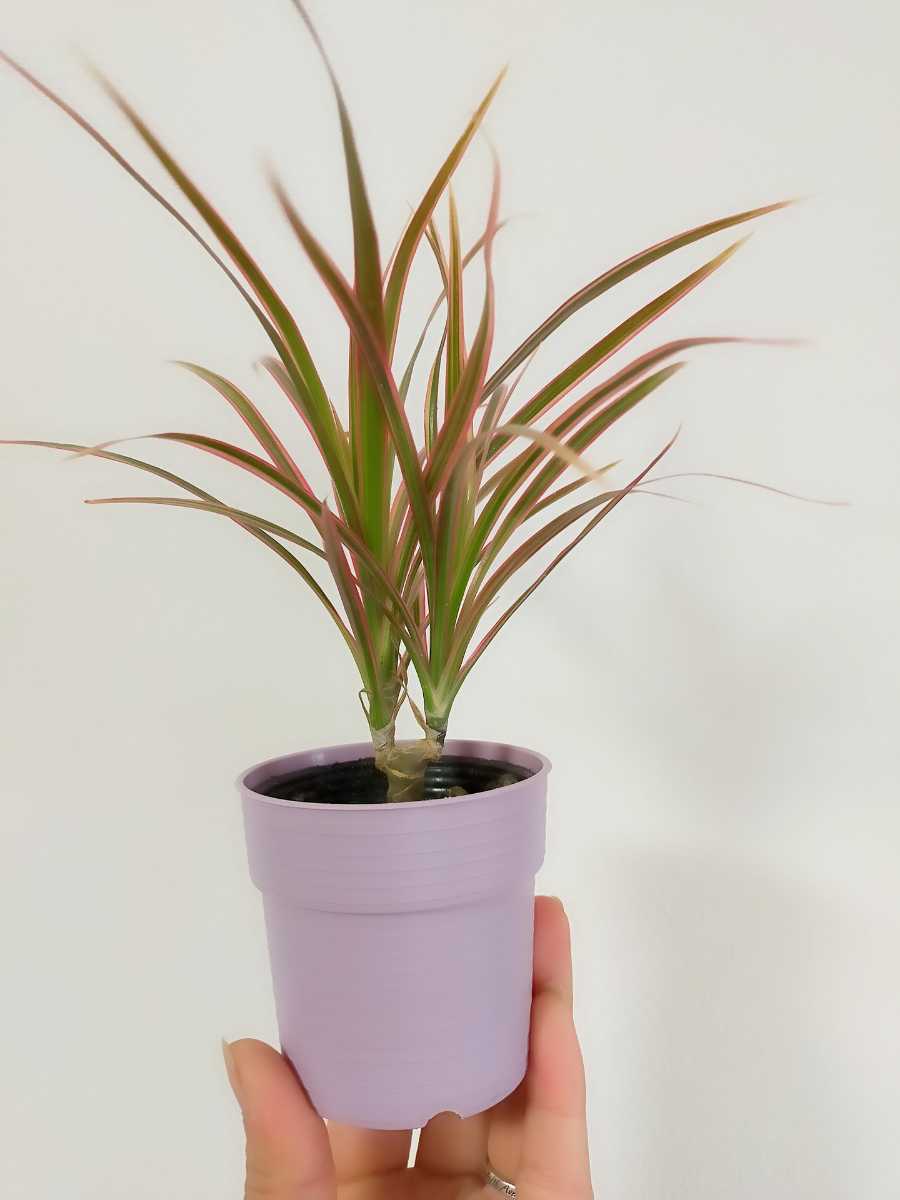 小物などお買い得な福袋 ドラセナ コンシンネ レインボー 3本セット 植物 観葉植物 小物などお買い得な福袋 ドラセナ コンシンネ レインボー 3本セット 植物 観葉植物