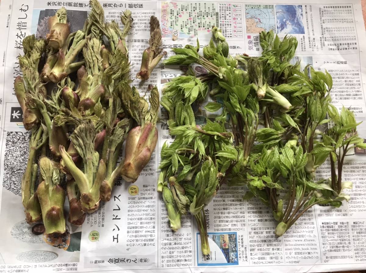 山形県産 たらの芽 タラの芽 コシアブラ こしあぶら セット 山菜 売買されたオークション情報 Yahooの商品情報をアーカイブ公開 オークファン Aucfan Com