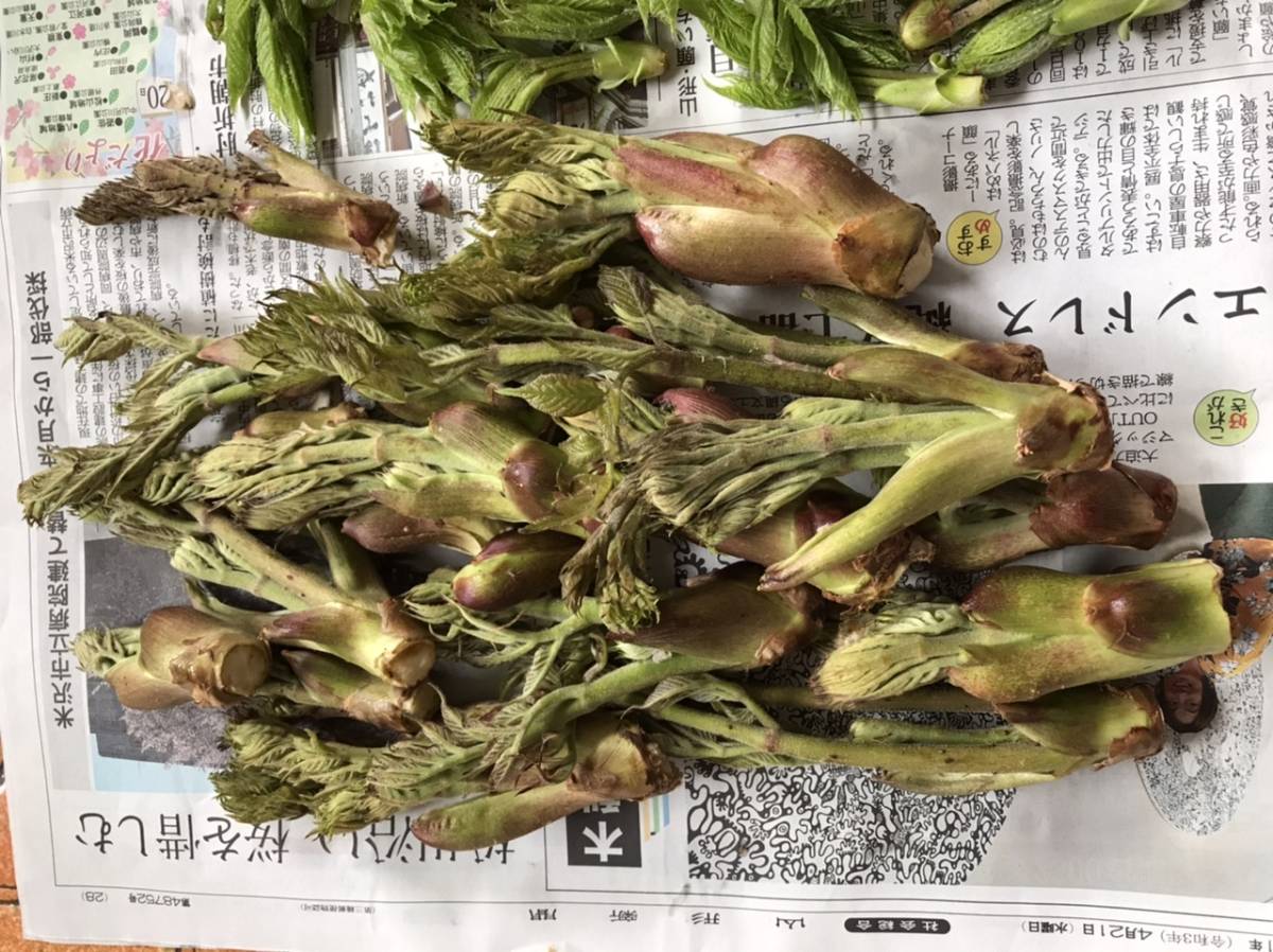 山形県産 たらの芽 タラの芽 コシアブラ こしあぶら セット 山菜 売買されたオークション情報 Yahooの商品情報をアーカイブ公開 オークファン Aucfan Com