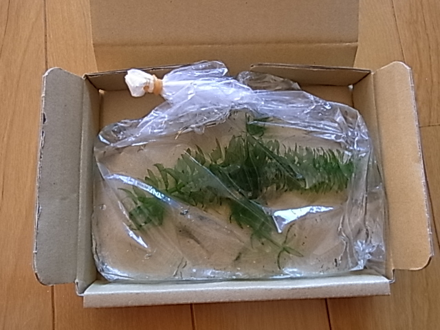 ミナミヌマエビ5匹 水草 ゆうパケットおてがる版 ヌマエビ 売買されたオークション情報 Yahooの商品情報をアーカイブ公開 オークファン Aucfan Com