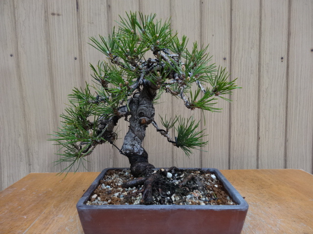 黒松　[模様木]　ミニ盆栽素材 黒松盆栽(樹高23cm) 中品盆栽 和鉢 石灰硫黄合剤で予防済み