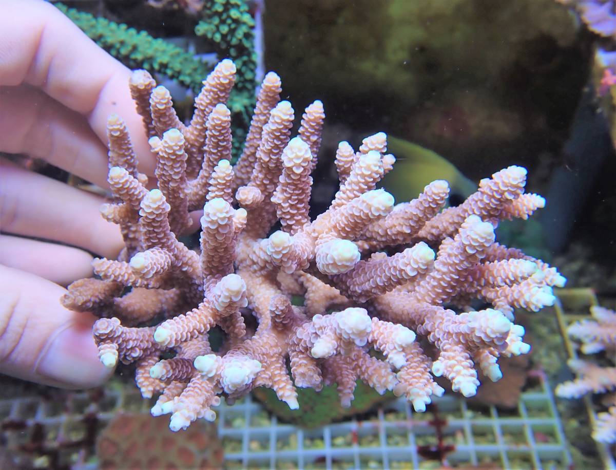 三条魚 Coral Sea Japan トゲサンゴ ウスエダミドリイシsp トンガ（熱帯魚