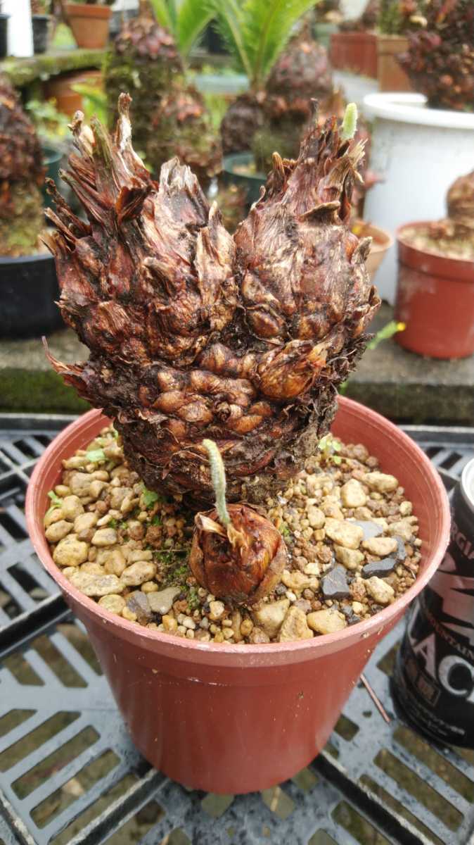 Yahoo!オークション - 「奄美大島ソテツ」観葉植物の落札相場 奄美大島