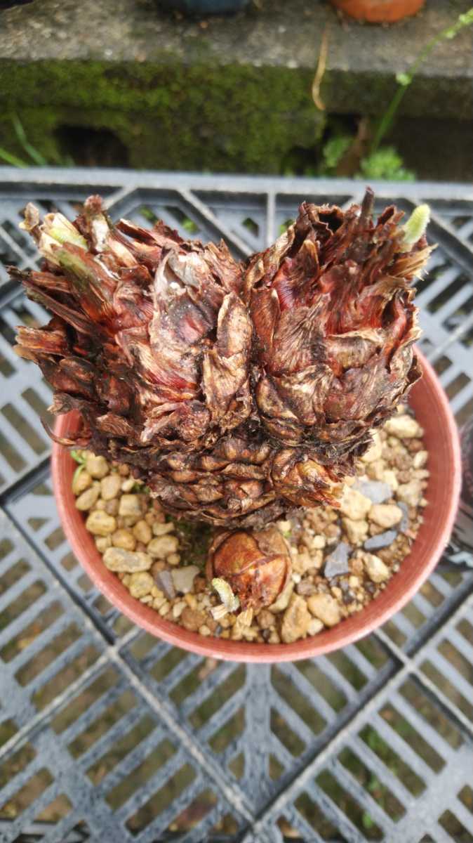 Yahoo!オークション - 「奄美大島ソテツ」観葉植物の落札相場 奄美大島