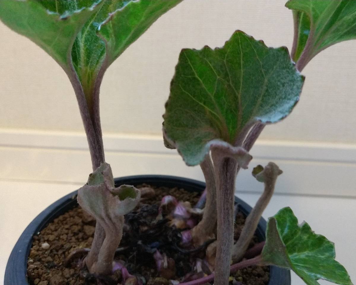 山野草 ツワブキ】 国見錦 3．5号プラ鉢