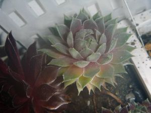 多肉 センペルビウムのヤフオク の相場 価格を見る 5ページ目 ヤフオク の多肉 センペルビウムのオークション売買情報は900件が掲載されています