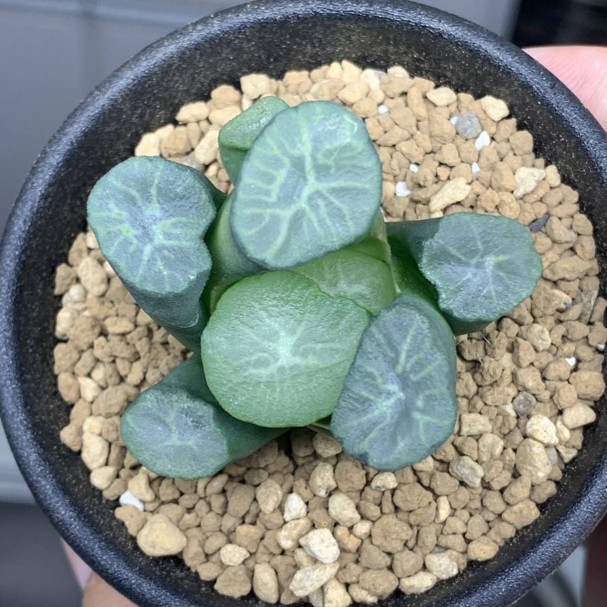 ハオルチア 桃源郷万象2 ハオルチア | 多肉植物 桃源郷｜園芸日記 