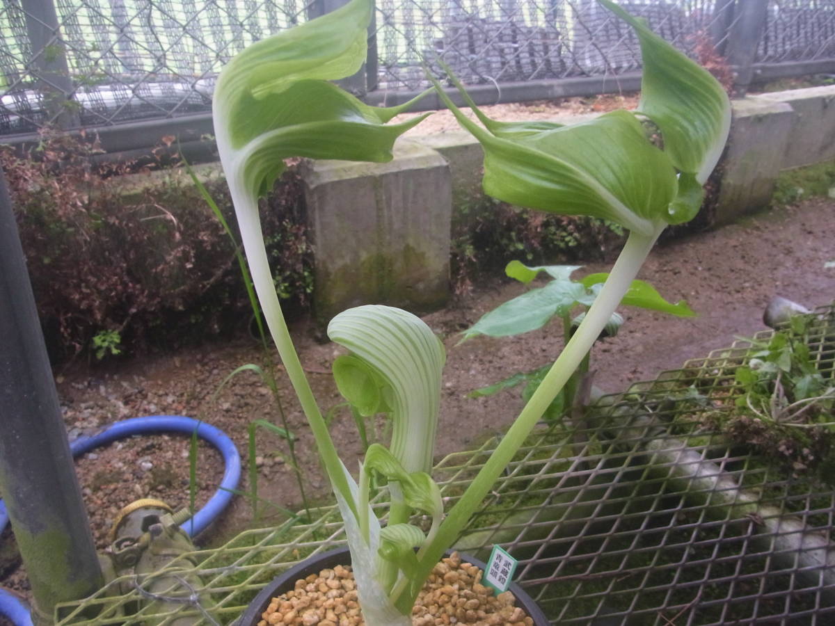 斑入り山野草　野生蘭　ウラシマソウ　テンナンショウ　ムサシアブミ　「武蔵鐙二頭竜素心花・青竜頭」