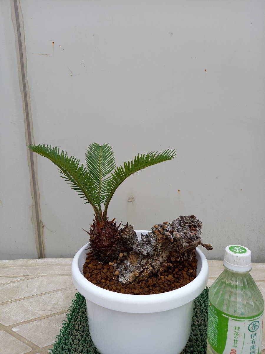 selaginella siamensis /セラギネラ サイアメンシス