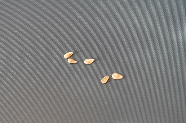 パキポディウム ウィンゾリー 5粒 ◎稀少輸入種子 コーデック ③