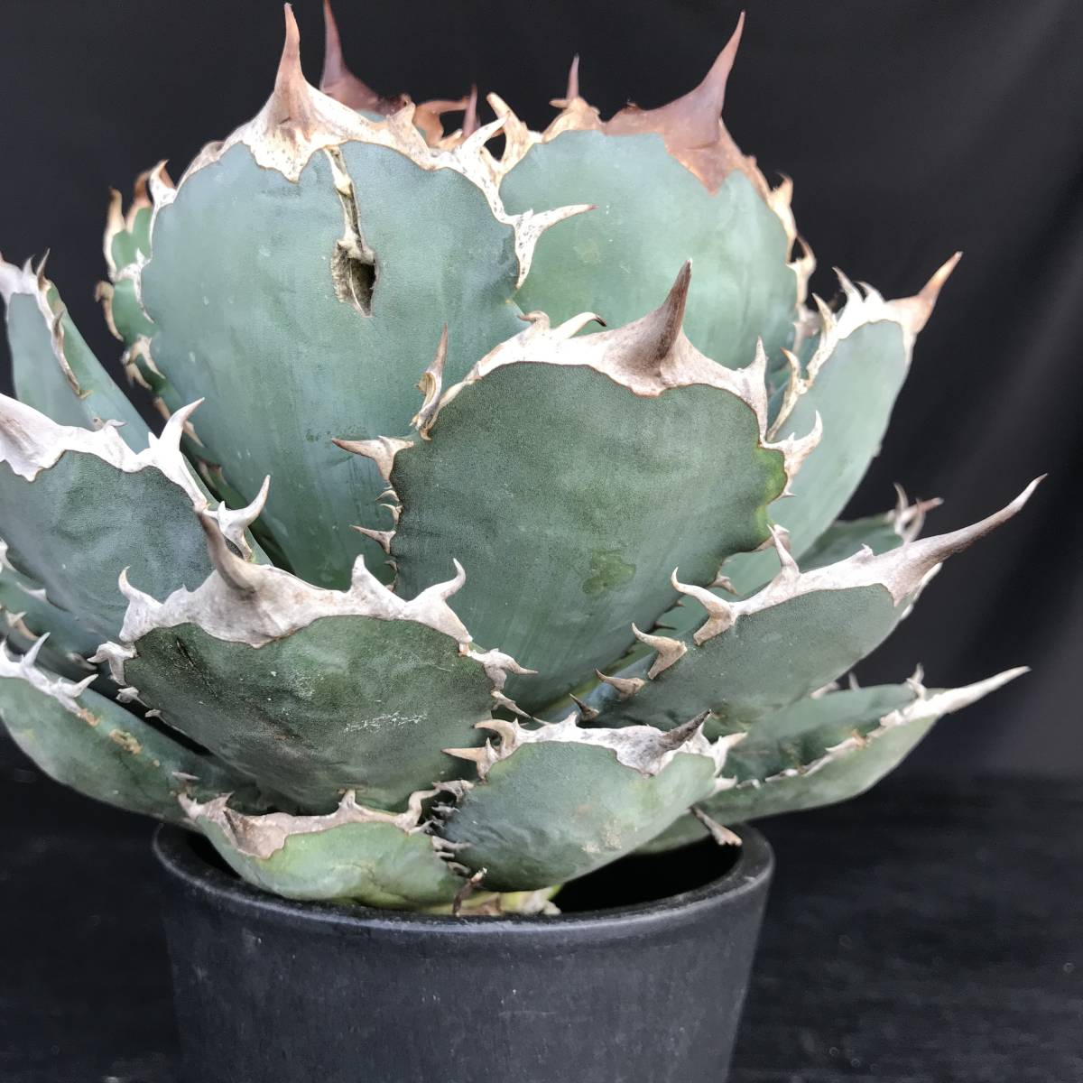 No.178【 AGAVE TITANOTA 】ボールタイプ 特選株 アガベ チタノタ 塊根 
