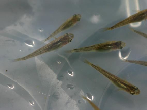 琉球メダカ【沖縄メダカ】 採卵用Lサイズ （B品） 50匹＋8匹(めだか  