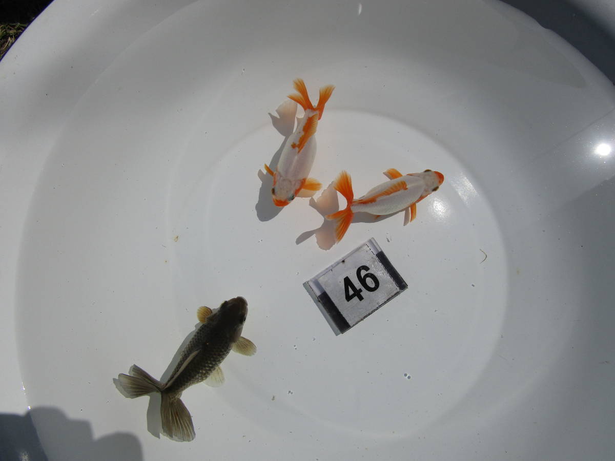 【地金】（46）明け2歳魚　3匹　8~9cm前後