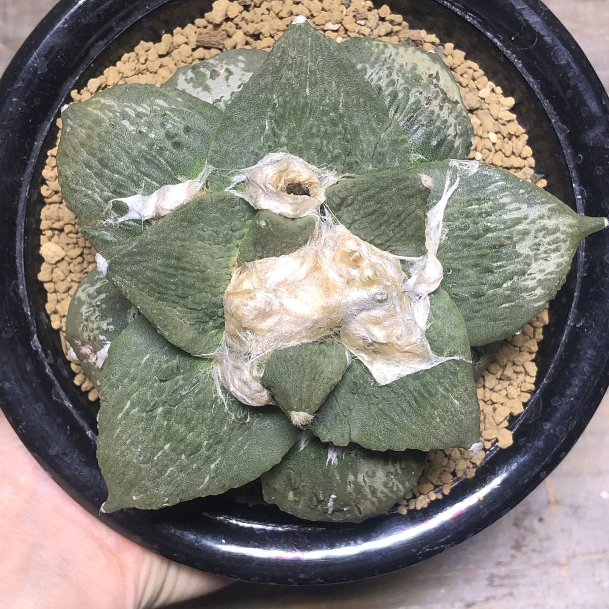 玉ゴジラ　サボテン