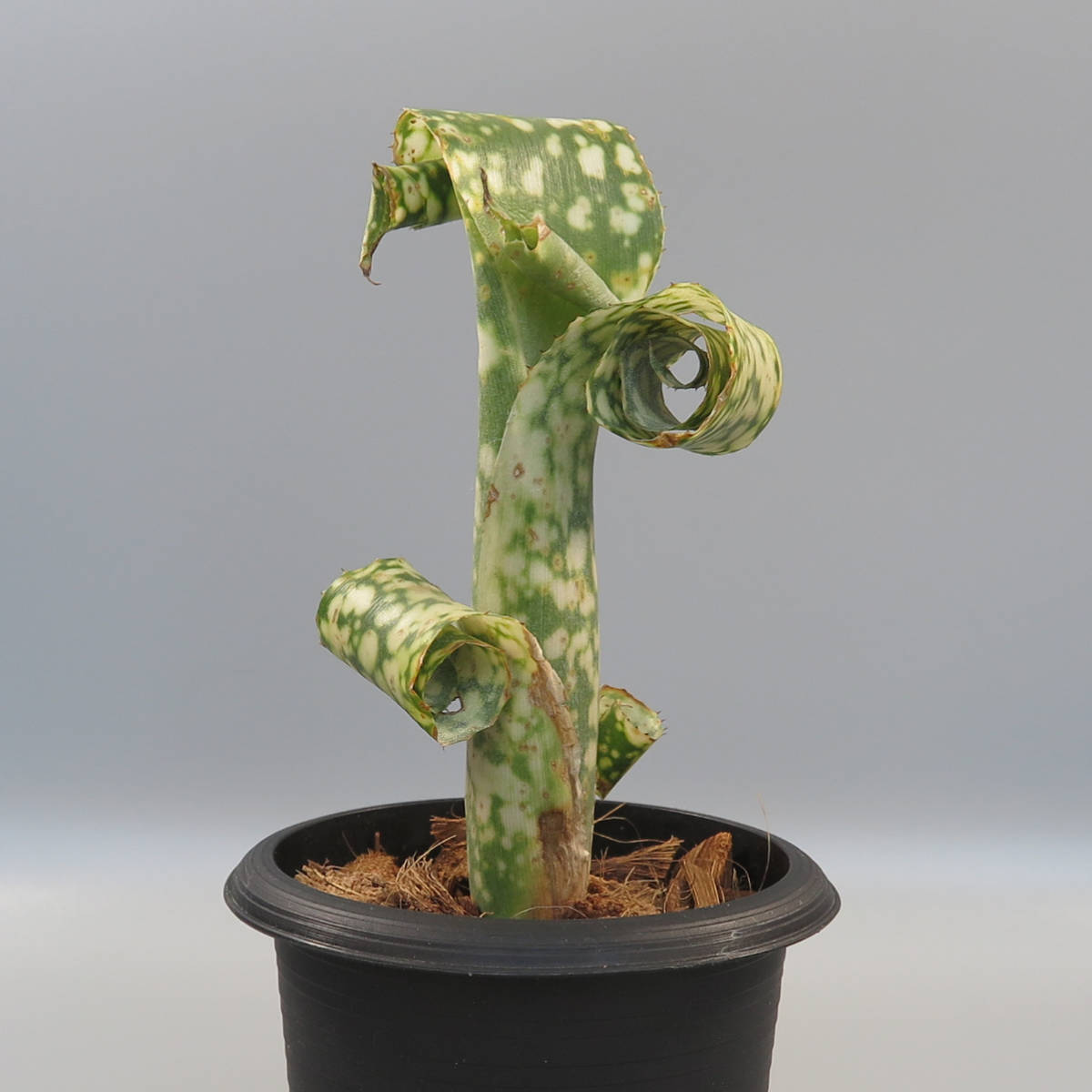 1 ビルベルギア Billbergia Leptopoda タンクブロメリア アナナス 売買されたオークション情報 Yahooの商品情報をアーカイブ公開 オークファン Aucfan Com