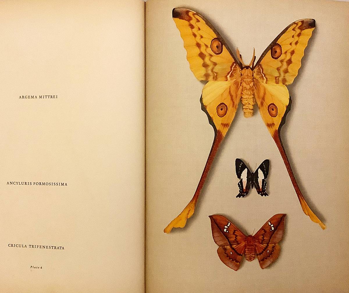 英語洋書】 蝶と蛾：36枚のカラープレート『Butterflies and moths