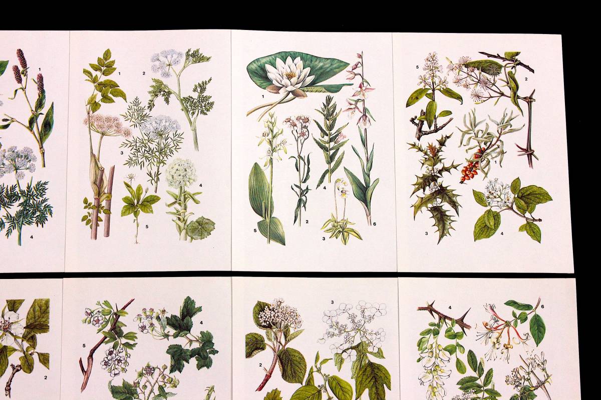 イギリスの古いボタニカルアート10枚セット02 アンティーク ヴィンテージ ヨーロッパ 英国 植物図鑑 植物画 花の絵 雰囲気 印刷物 売買されたオークション情報 Yahooの商品情報をアーカイブ公開 オークファン Aucfan Com
