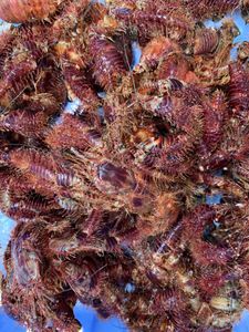 ヤドカリ 石鯛のヤフオク の相場 価格を見る ヤフオク のヤドカリ 石鯛のオークション売買情報は件が掲載されています